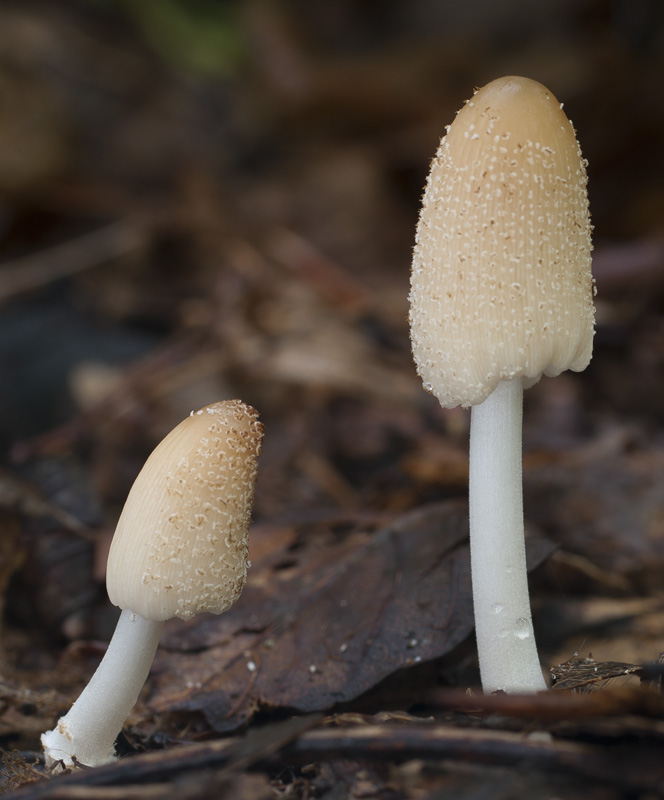 Coprinellus radians